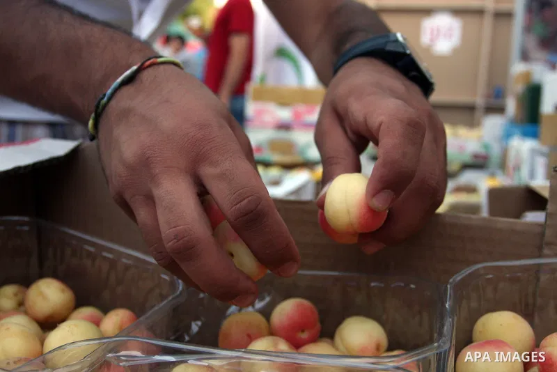 A Palestinian vendor decorates apricots during the opening of "Apricot Exhibition" in the village of Jaffna in the West Bank city of Ramallah, Thursday June 14, 2012. Photo by Issam Rimawi