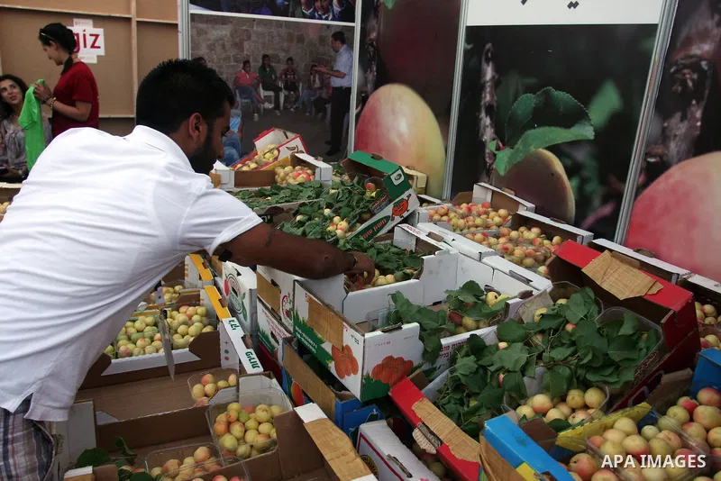 A Palestinian vendor decorates apricots during the opening of "Apricot Exhibition" in the village of Jaffna in the West Bank city of Ramallah, Thursday June 14, 2012. Photo by Issam Rimawi