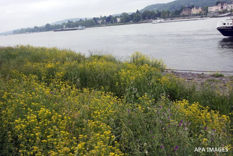Ships in the River Rhine near the city of Bonn in Germany on 15 June 2012. The Rhine is one of the longest and most important rivers in Europe. It runs for over 1,232 km .Rhine flows through six countries -Switzerland, P...