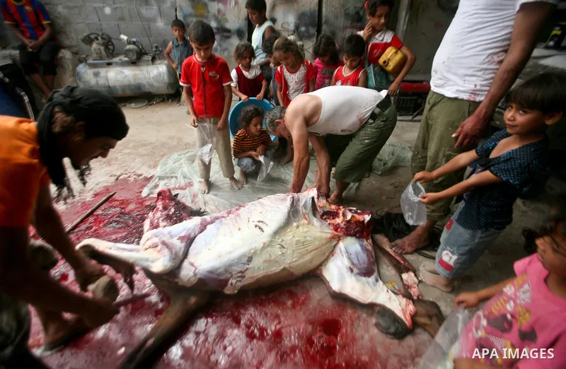 Palestinian children receive bags of horse meet in a poor neighborhood in the central Gaza Strip on 15 June 2012. The people of the poor neighborhood in the center of Gaza strip slaughter horses every twenty days, and di...