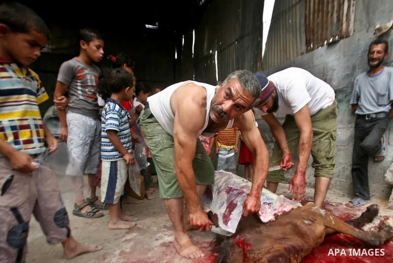 Palestinian man cuts the body of a horse after it was slaughtered for meat in a poor neighborhood in the central Gaza Strip on 15 June 2012. The people of the poor neighborhood in the center of Gaza strip slaughter horse...