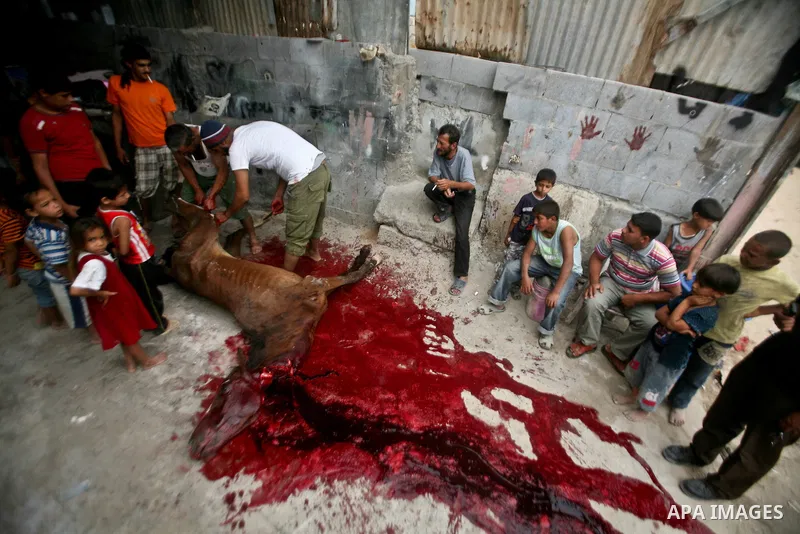Palestinian children stand next to the body of a horse after it was slaughtered for meat in a poor neighborhood in the central Gaza Strip on 15 June 2012. The people of the poor neighborhood in the center of Gaza strip s...