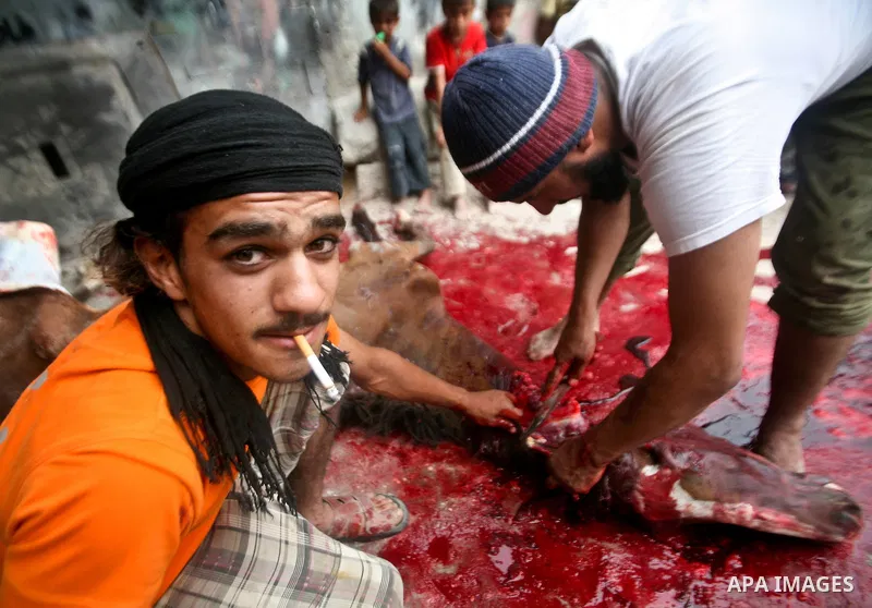 Palestinian man cuts the body of a horse after it was slaughtered for meat in a poor neighborhood in the central Gaza Strip on 15 June 2012. The people of the poor neighborhood in the center of Gaza strip slaughter horse...