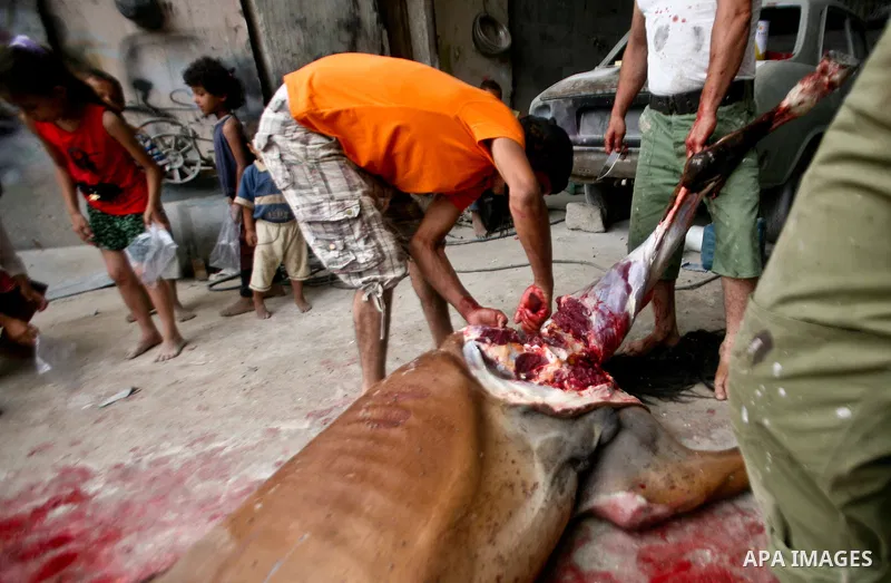 Palestinian man cuts the body of a horse after it was slaughtered for meat in a poor neighborhood in the central Gaza Strip on 15 June 2012. The people of the poor neighborhood in the center of Gaza strip slaughter horse...