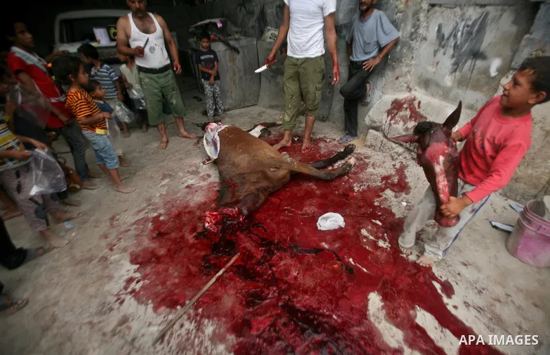 Palestinian children stand next to the body of a horse after it was slaughtered for meat in a poor neighborhood in the central Gaza Strip on 15 June 2012. The people of the poor neighborhood in the center of Gaza strip s...
