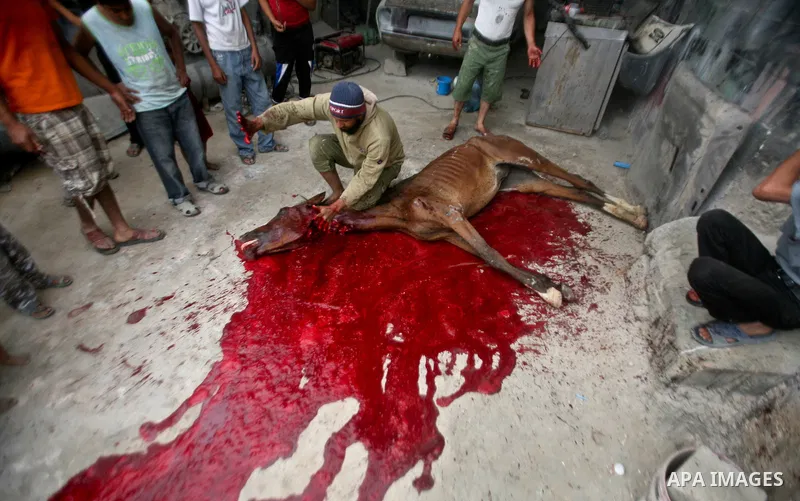 Palestinian man holds a horse during slaughter it in a poor neighborhood in the central Gaza Strip on 15 June 2012. The people of the poor neighborhood in the center of Gaza strip slaughter horses every twenty days, and...