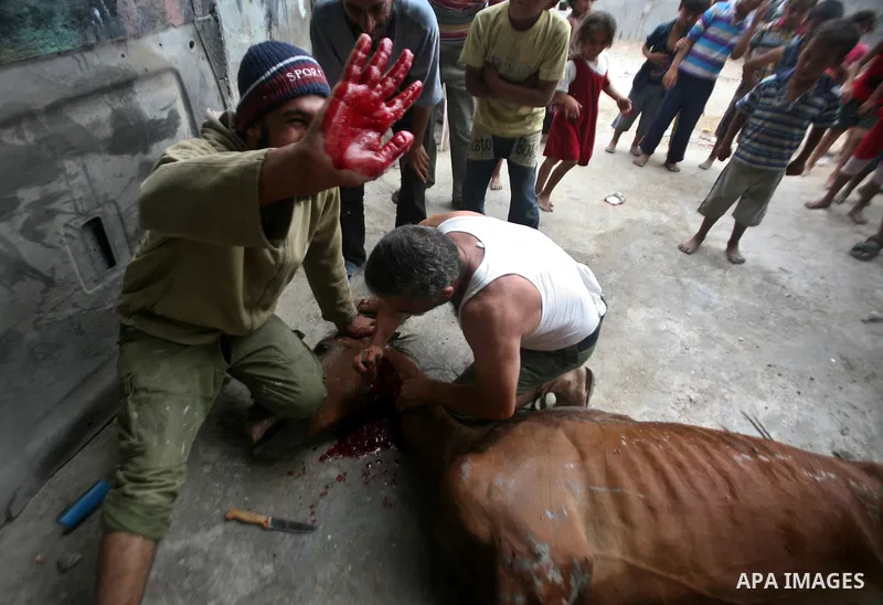 Palestinian men hold a horse during slaughter it in a poor neighborhood in the central Gaza Strip on 15 June 2012. The people of the poor neighborhood in the center of Gaza strip slaughter horses every twenty days, and d...