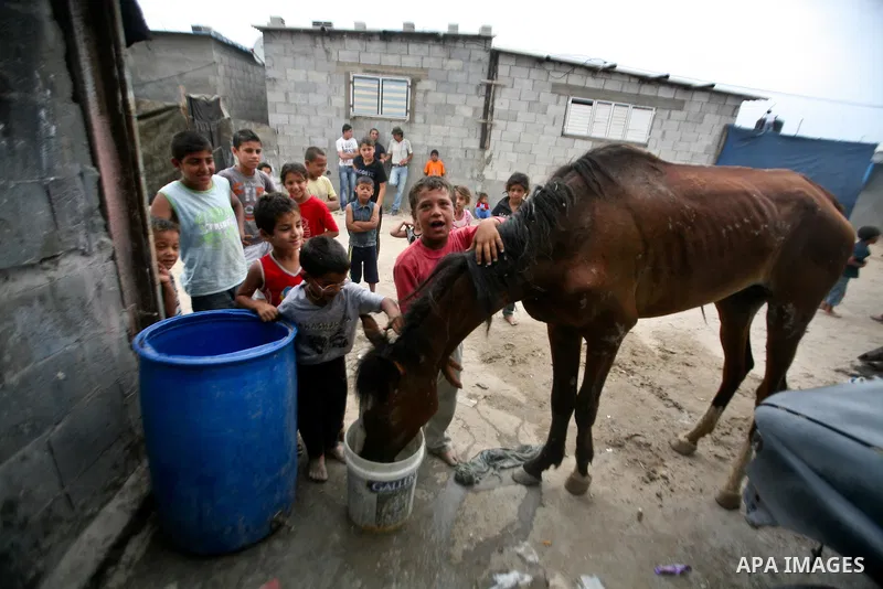 Palestinian children play with a horse before it is slaughtered in a poor neighborhood in the central Gaza Strip on 15 June 2012. The people of the poor neighborhood in the center of Gaza strip slaughter horses every twe...