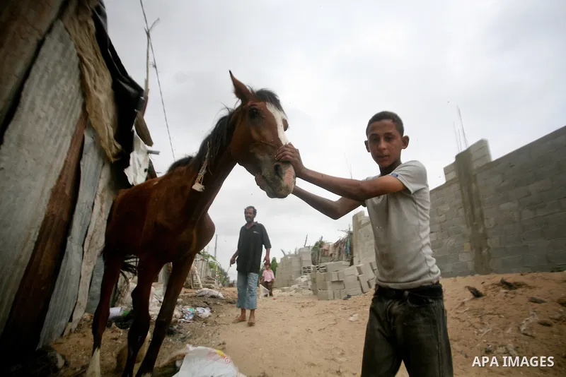 A Palestinian child plays with a horse before it is slaughtered in a poor neighborhood in the central Gaza Strip on 15 June 2012. The people of the poor neighborhood in the center of Gaza strip slaughter horses every twe...