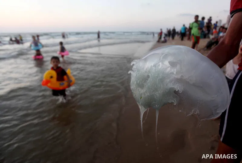 A Palestinian man holds jellyfish at the beach on their week-end in the Mediterranean sea in Gaza City on July 06, 2012. Photo by Ashraf Amra