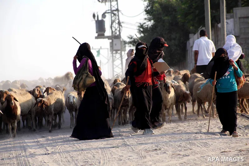 Bedouin women graze their sheeps in Zeitoun neighborhood southern Gaza city on 09 July 2012. Photo by Ashraf Amra
