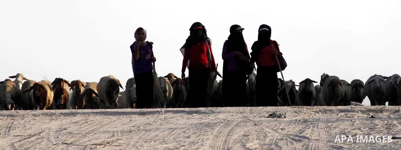 Bedouin women graze their sheeps in Zeitoun neighborhood southern Gaza city on 09 July 2012. Photo by Ashraf Amra