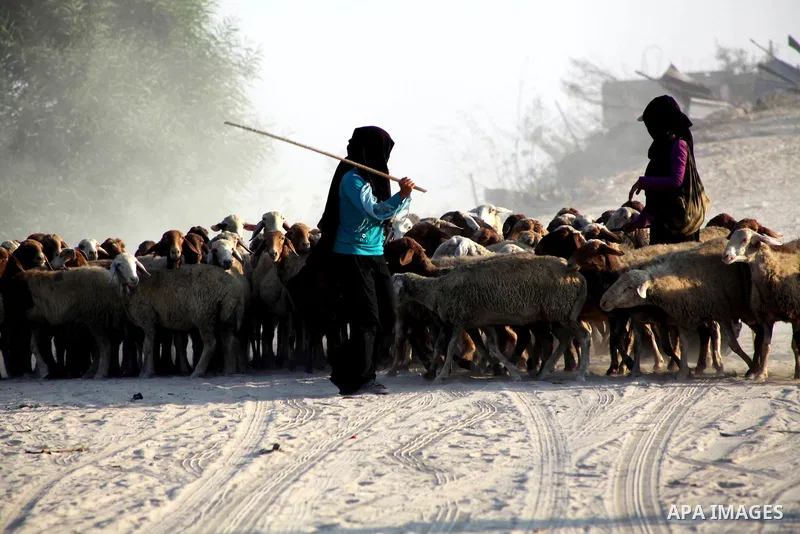 Bedouin women graze their sheeps in Zeitoun neighborhood southern Gaza city on 09 July 2012. Photo by Ashraf Amra