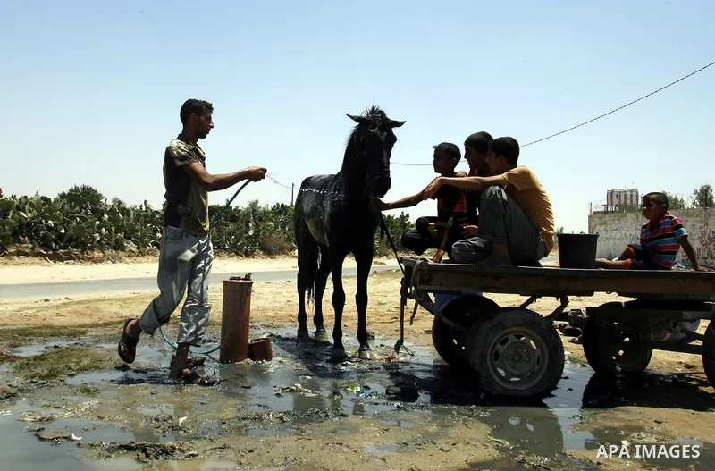 Palestinians wash their horse in the street during hot weather and high temperature in the southern Gaza Strip town of Rafah on July 12, 2012. Photo by Eyad Al Baba