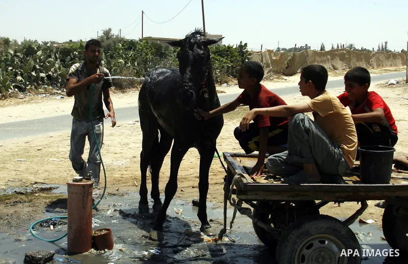 Palestinians wash their horse in the street during hot weather and high temperature in the southern Gaza Strip town of Rafah on July 12, 2012. Photo by Eyad Al Baba