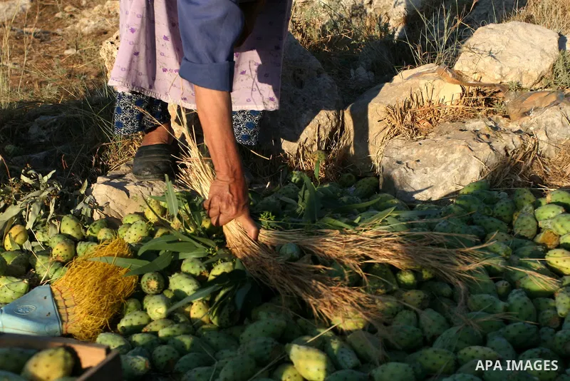 A Palestinian woman picks prickly pear fruit from a cactus plant in the West Bank village of Budrus on July 16, 2011. . Photo by Issam Rimawi
