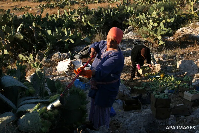 Palestinian women pick prickly pear fruit from a cactus plant in the West Bank village of Budrus on July 16, 2011. . Photo by Issam Rimawi