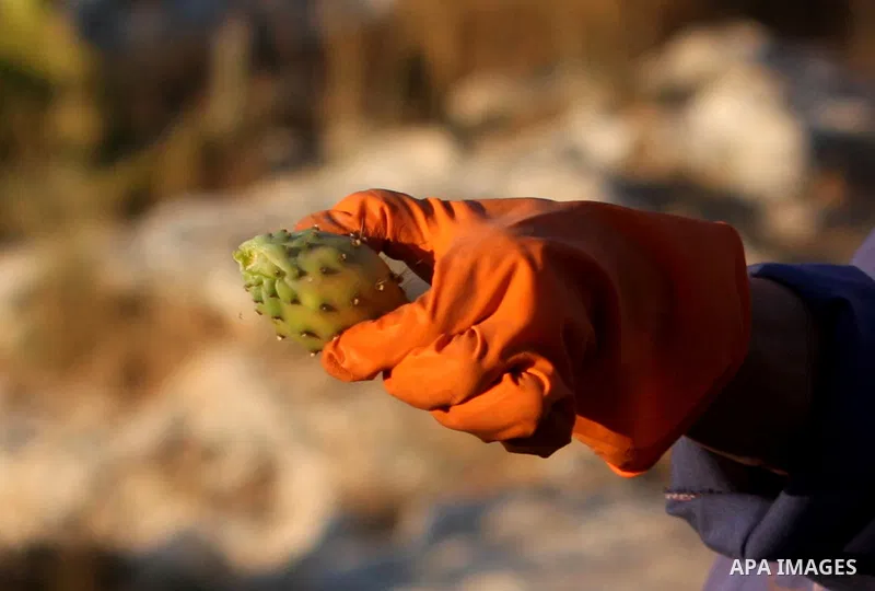 A Palestinian woman picks prickly pear fruit from a cactus plant in the West Bank village of Budrus on July 16, 2011. . Photo by Issam Rimawi