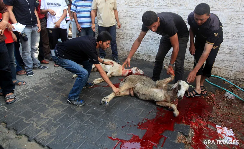 Palestinian butchers slaughter goats during celebrate after allowed Palestinian families from the Gaza Strip to visit their jailed relatives for the first time in five years, Israeli officials said, under a deal that end...
