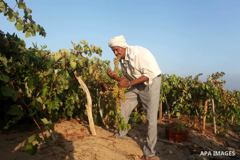 A Palestinian farmer harvests grapes at a field in Rafah, southern Gaza Strip, on Aug. 9, 2012. The Israeli blockade and military operations across has blocked Palestinian farmers from exporting their goods. Photo by Ash...