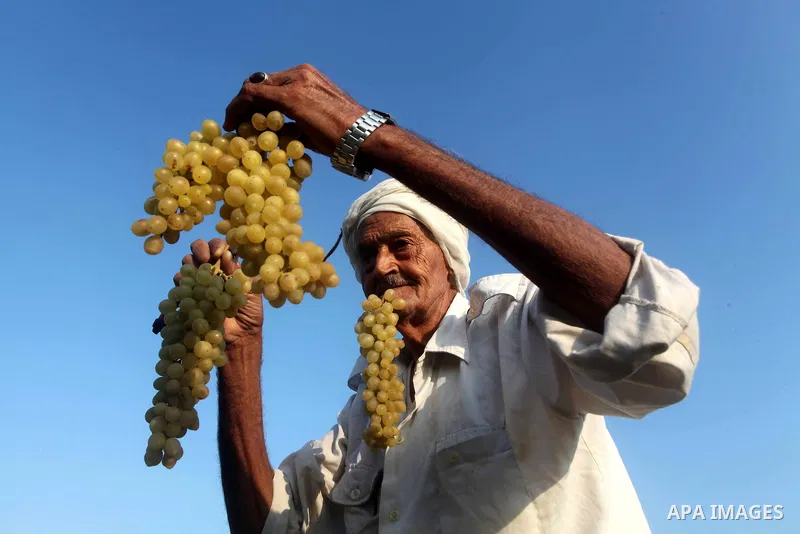 A Palestinian farmer harvests grapes at a field in Rafah, southern Gaza Strip, on Aug. 9, 2012. The Israeli blockade and military operations across has blocked Palestinian farmers from exporting their goods. Photo by Ash...