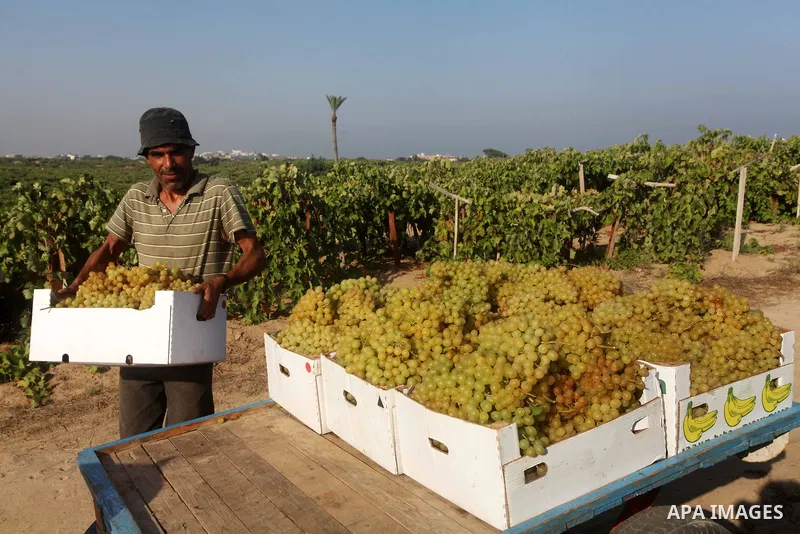 A Palestinian farmer harvests grapes at a field in Rafah, southern Gaza Strip, on Aug. 9, 2012. The Israeli blockade and military operations across has blocked Palestinian farmers from exporting their goods. Photo by Ash...