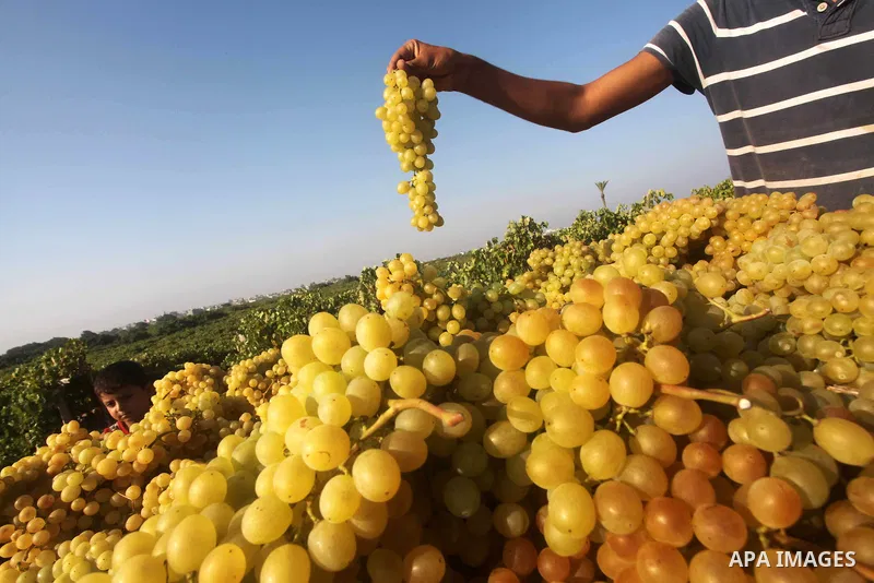 A Palestinian farmer harvests grapes at a field in Rafah, southern Gaza Strip, on Aug. 9, 2012. The Israeli blockade and military operations across has blocked Palestinian farmers from exporting their goods. Photo by Ash...