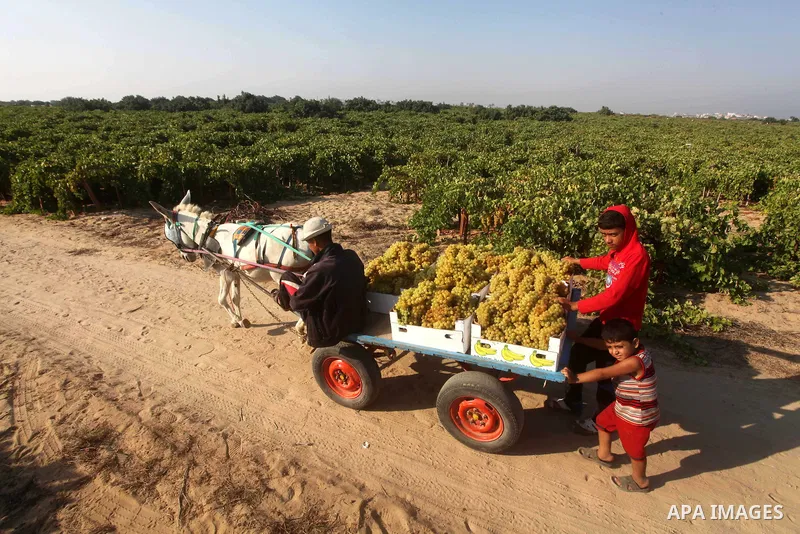 A Palestinian farmer harvests grapes at a field in Rafah, southern Gaza Strip, on Aug. 9, 2012. The Israeli blockade and military operations across has blocked Palestinian farmers from exporting their goods. Photo by Ash...