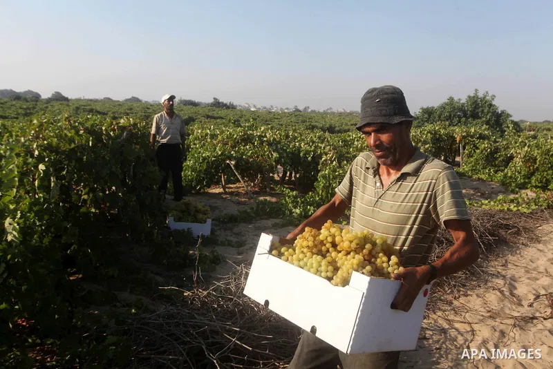 A Palestinian farmer harvests grapes at a field in Rafah, southern Gaza Strip, on Aug. 9, 2012. The Israeli blockade and military operations across has blocked Palestinian farmers from exporting their goods. Photo by Ash...