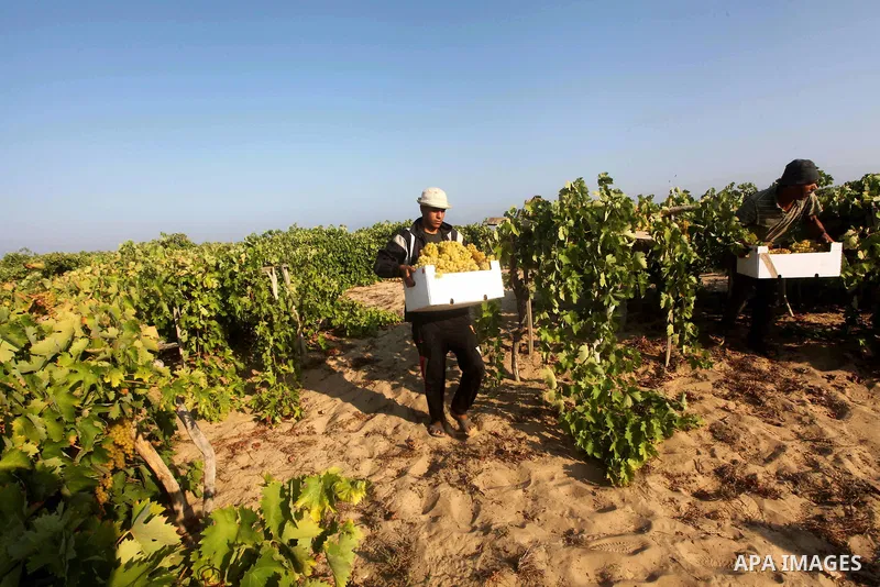 A Palestinian farmer harvests grapes at a field in Rafah, southern Gaza Strip, on Aug. 9, 2012. The Israeli blockade and military operations across has blocked Palestinian farmers from exporting their goods. Photo by Ash...