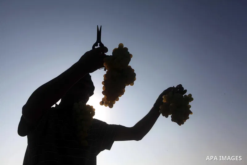 A Palestinian farmer harvests grapes at a field in Rafah, southern Gaza Strip, on Aug. 9, 2012. The Israeli blockade and military operations across has blocked Palestinian farmers from exporting their goods. Photo by Ash...