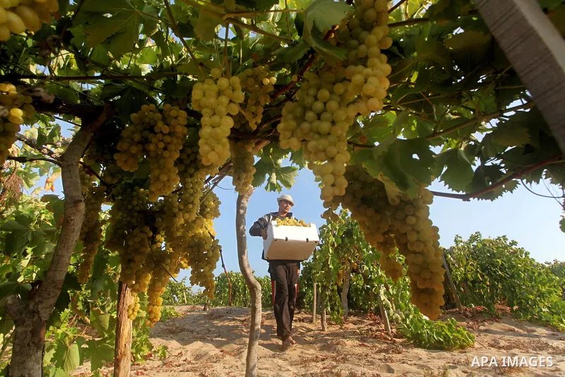 A Palestinian farmer harvests grapes at a field in Rafah, southern Gaza Strip, on Aug. 9, 2012. The Israeli blockade and military operations across has blocked Palestinian farmers from exporting their goods. Photo by Ash...