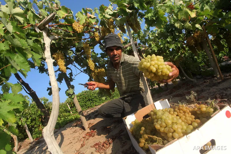 A Palestinian farmer harvests grapes at a field in Rafah, southern Gaza Strip, on Aug. 9, 2012. The Israeli blockade and military operations across has blocked Palestinian farmers from exporting their goods. Photo by Ash...