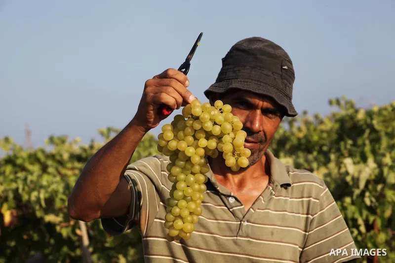 A Palestinian farmer harvests grapes at a field in Rafah, southern Gaza Strip, on Aug. 9, 2012. The Israeli blockade and military operations across has blocked Palestinian farmers from exporting their goods. Photo by Ash...