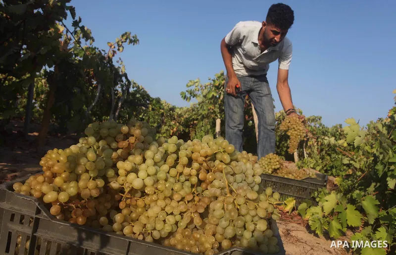 A Palestinian farmer harvests grapes at a field in Rafah, southern Gaza Strip, on Aug. 9, 2012. The Israeli blockade and military operations across has blocked Palestinian farmers from exporting their goods. Photo by Ash...