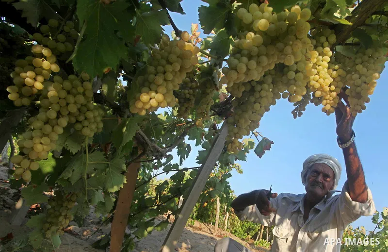 A Palestinian farmer harvests grapes at a field in Rafah, southern Gaza Strip, on Aug. 9, 2012. The Israeli blockade and military operations across has blocked Palestinian farmers from exporting their goods. Photo by Ash...