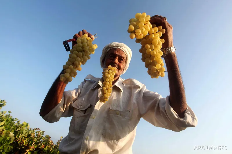 A Palestinian farmer harvests grapes at a field in Rafah, southern Gaza Strip, on Aug. 9, 2012. The Israeli blockade and military operations across has blocked Palestinian farmers from exporting their goods. Photo by Ash...
