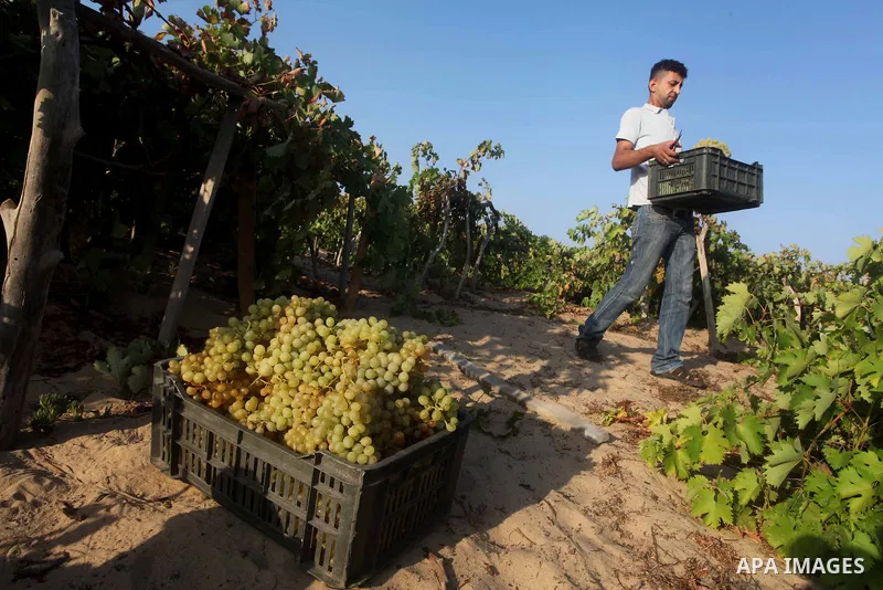 A Palestinian farmer harvests grapes at a field in Rafah, southern Gaza Strip, on Aug. 9, 2012. The Israeli blockade and military operations across has blocked Palestinian farmers from exporting their goods. Photo by Ash...