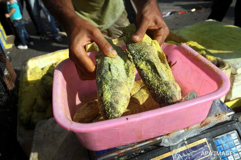 A Palestinian vendor displays the salted fish at the main market during preparations for the Eid Al-Fitr feast Gaza city on Aug 18, 2012, as Muslims over the world prepare to celebrate Eid al-Fitr, a three day holiday ma...