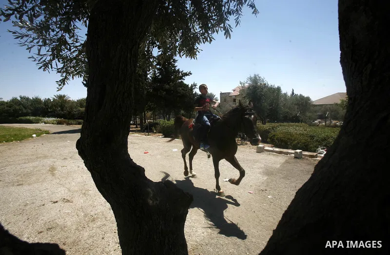 Palestinian boys ride horses and donkeys at an entertainment park in Arab east Jerusalem, on August 19, 2012,Photo by Mahfouz Abu Turk.