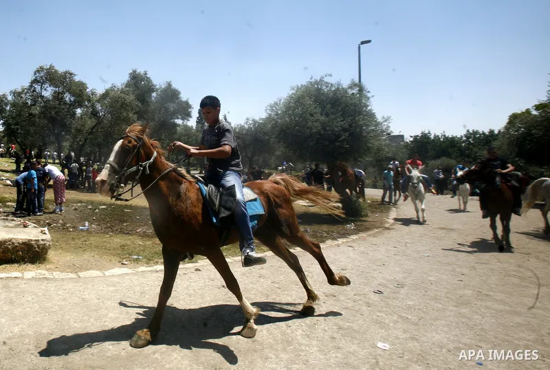 Palestinian boys ride horses and donkeys at an entertainment park in Arab east Jerusalem, on August 19, 2012,Photo by Mahfouz Abu Turk.