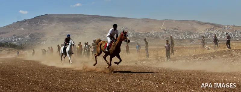 Palestinian jockeys ride their horses during a race in the West Bank city of Nablus on Aug 21, 2012. Hundreds of Palestinians from all over the West Bank gathered to follow the horse race on Tuesday in the northern West...