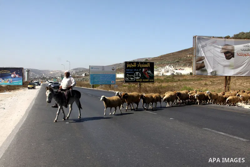 A Palestinian bedouin man graze their sheeps near the Hawara checkpoint near the West Bank city of Nablus, on Sep. 03, 2012. Photo by Nedal Eshtayah