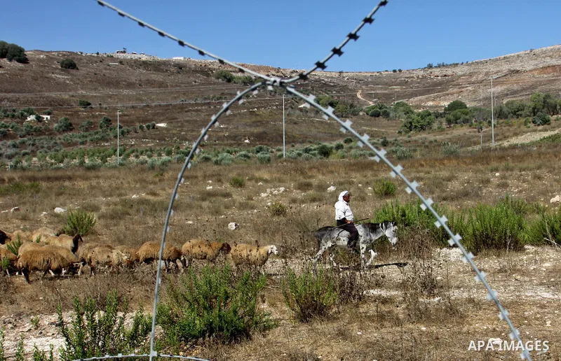 A Palestinian bedouin man graze their sheeps near the Hawara checkpoint near the West Bank city of Nablus, on Sep. 03, 2012. Photo by Nedal Eshtayah