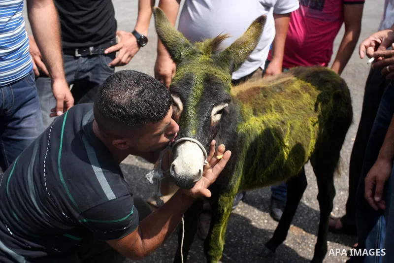 Palestinians ride a donkey and shout slogans during a protest against the high cost of living on September 10, 2012 in the West Bank city of Ramallah. Cities across the West Bank ground to a halt as transport unions call...