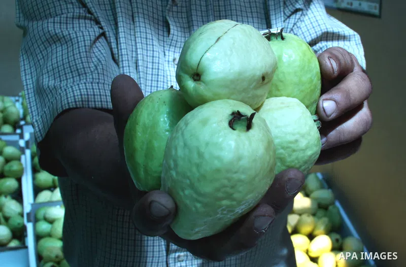 A Palestinian man displays guava fruits, during the guava festival in the West Bank city of Qalqilya, Sept. 17, 2012. Photo by Nedal Eshtayah