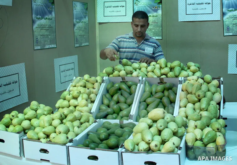 A Palestinian man displays guava fruits, during the guava festival in the West Bank city of Qalqilya, Sept. 17, 2012. Photo by Nedal Eshtayah