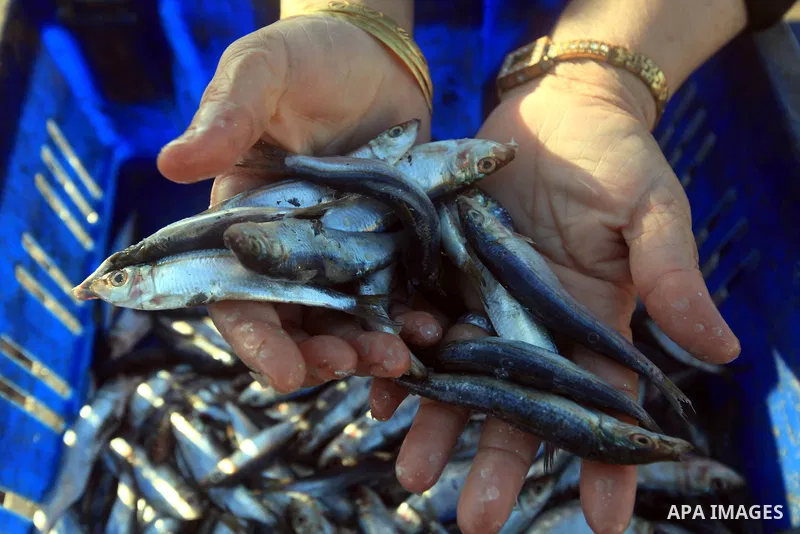 A Palestinian woman displays fish to sale it on the beach of Gaza city, Sept. 18, 2012 . Photo by Majdi Fathi