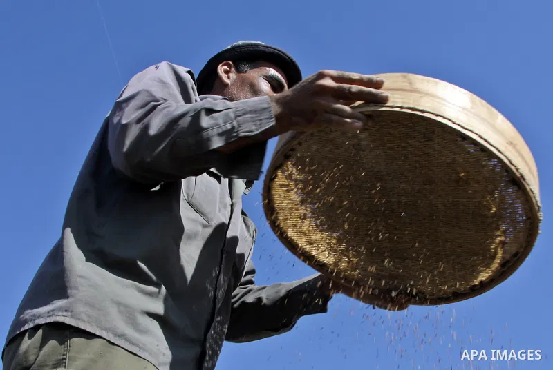 Palestinian farmer Abdullah Abu Zaid sorts freshly harvested sesame seeds at his field in the West Bank village of Misilya near Jenin September 28, 2012. Photo by Nedal Eshtayah
