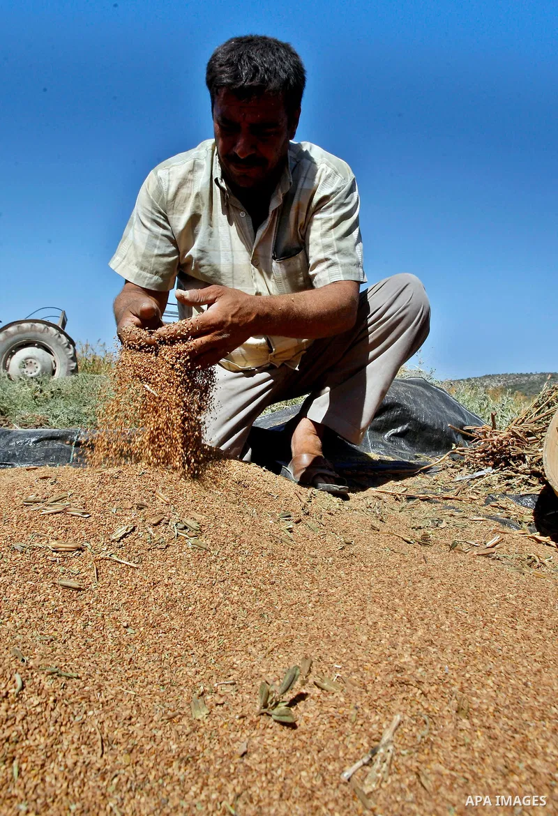 A Palestinian farmer sorts freshly harvested sesame seeds at his field in the West Bank village of Misilya near Jenin September 28, 2012. Photo by Nedal Eshtayah